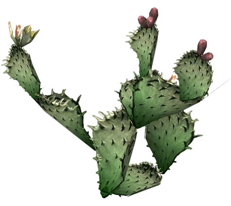 Cactus Png 9 Png All