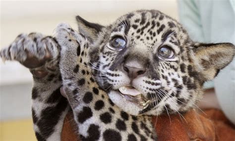 Whats In A Name Baby Jaguar Cub Adopted By Jacksonville Jaguars