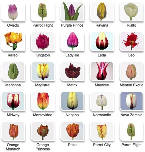 Tulip Color Guide Flirty Fleurs The Florist Blog Inspiration For