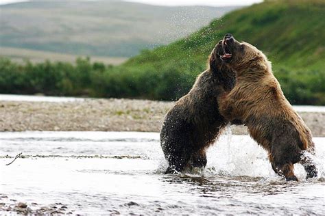 Photos From A Fands Reader Alaskan Grizzly Fight Field And Stream