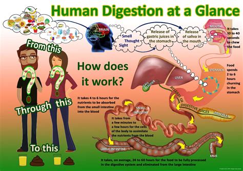 Human Digestion At A Glance Anatomical Digestive System Poster A2 A3