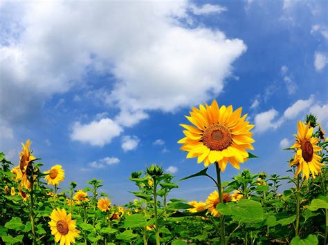 Summer Sunflowers Clouds Blue Sky 2560x1600