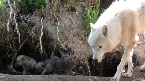 Arctic Wolf Pups Born At Toronto Zoo For 1st Time In 15 Years Cbc News