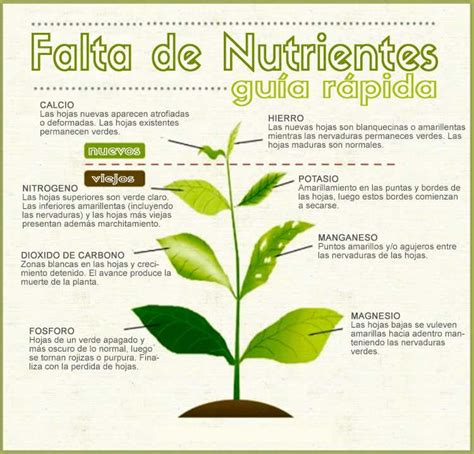 ¡adivina que adivino desafíos mentales y divertidos! Como Identificar la falta de nutrientes en las plantas