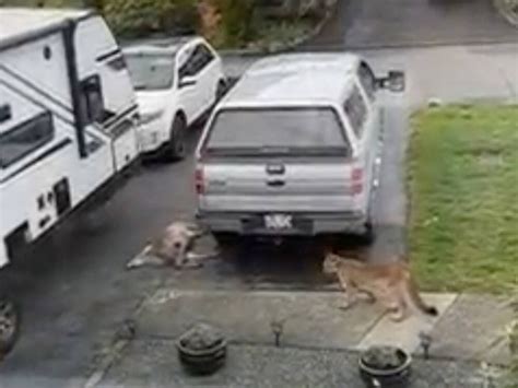 Cougar Drags Dead Deer Into Colwood Family S Driveway Bc News