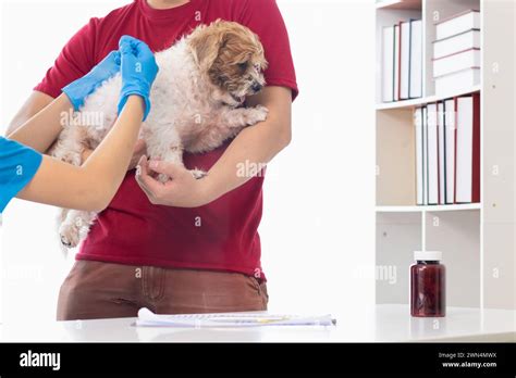 Veterinarians are performing annual check ups on dogs to look for
