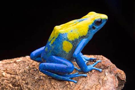 Most Beautiful Dart Frog In The World Dendroboard