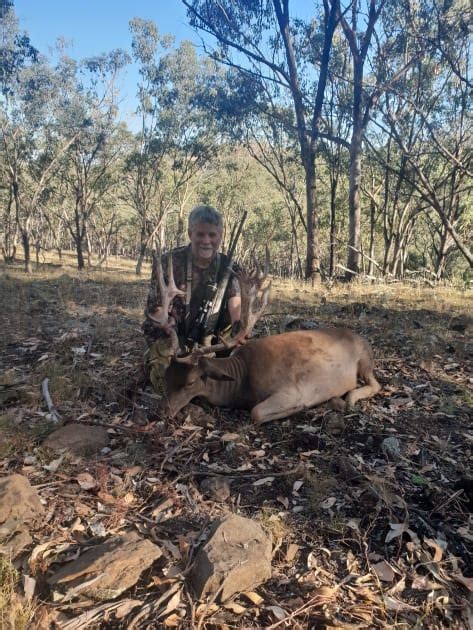Fallow Deer Hunt Australian Deer Association