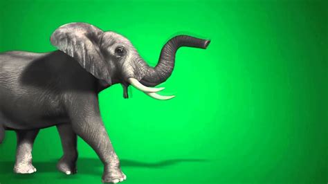 Greenscreen Elephant Hd Youtube