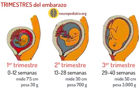 Periodos Del Embarazo Por Trimestre Dinami