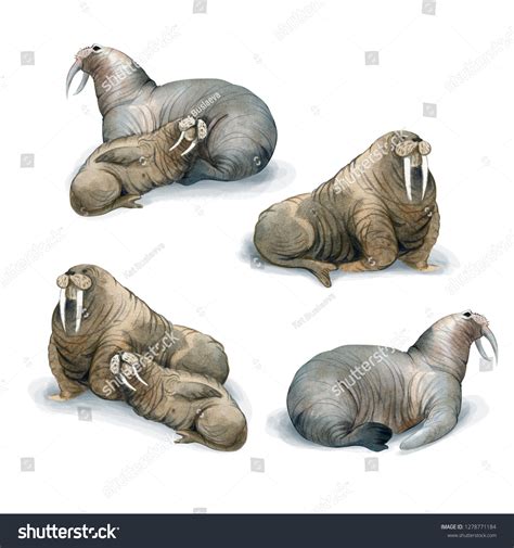 3944 Walrus Zoo Images Stock Photos And Vectors Shutterstock