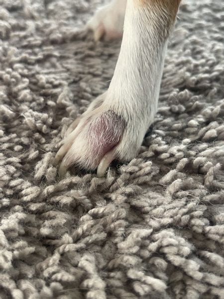 Swollen Toe Inflamed And Swollen No Pain Vet Help Direct