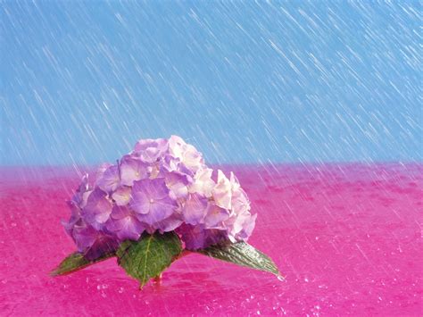 Best 45+ April Showers Background on HipWallpaper | Spring Showers Wallpaper, April Showers ...