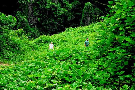 Kudzu La Invasión Verde Una Breve Historia