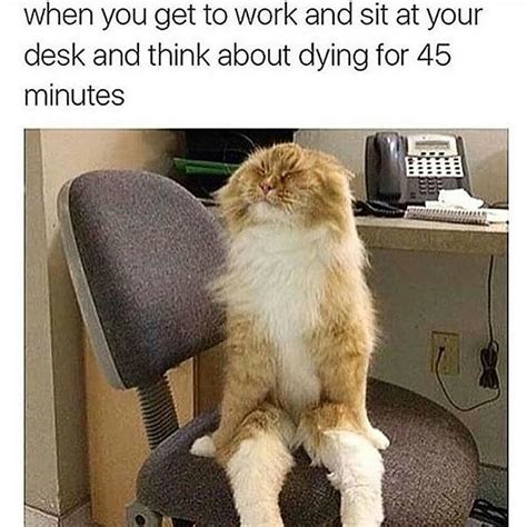 Me At Work Right Now By Instasingle Funny Animal Pictures Crazy