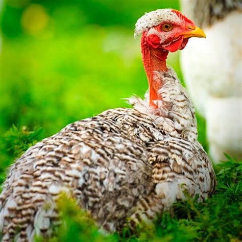 Turken Naked Neck Chicks For Sale Valley Hatchery