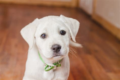 Yellow (polar white) girls reserved for karen, larry p. Two New White Labrador Puppies Coming Soon!! - Puppy Steps ...