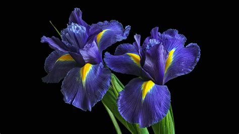 Irises Purple Flowers 5k Wallpapers Hd Wallpapers Id 29141