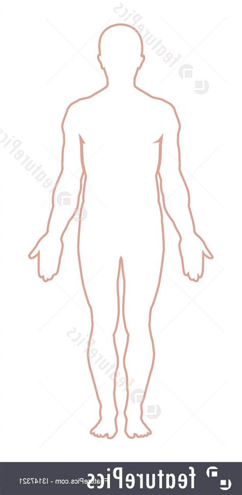 Body Outline Vector At Collection Of Body Outline