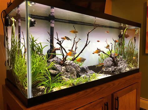 75 Gallon Fresh Water With Eastern Painted Community Fish Tank R