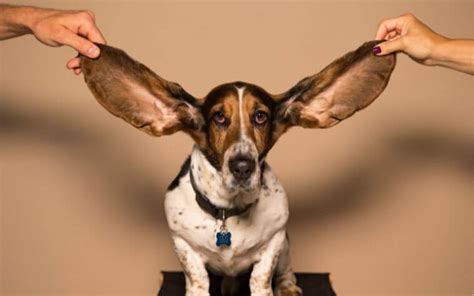 Dog Ear Positions Chart Helps You In Dog Communication