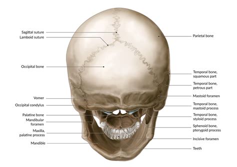 Floor Of Cranium Bones And Joints