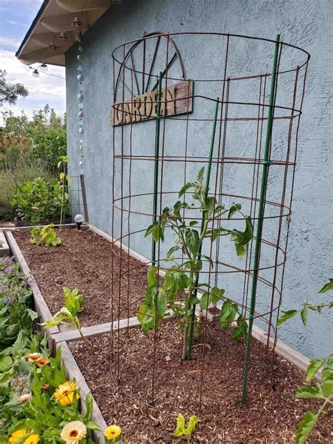 Diy Tomato Cages How To Make A Cage Yardyum Garden Plot Rentals
