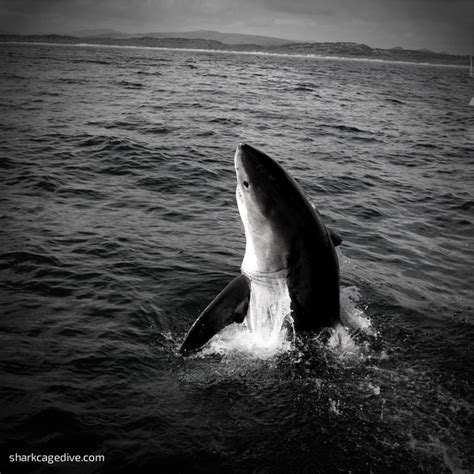 Great White Shark Spy Hopping A Method Of Observation Photo Taken