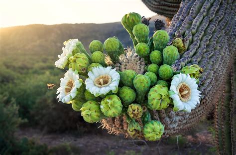 Nature Cactus Hd Wallpaper