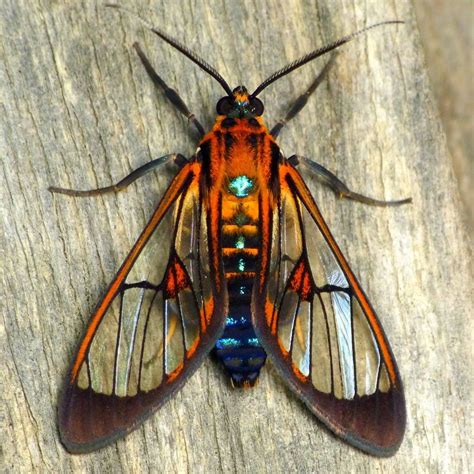 Wasp Moth Beautiful Bugs Insects Moth
