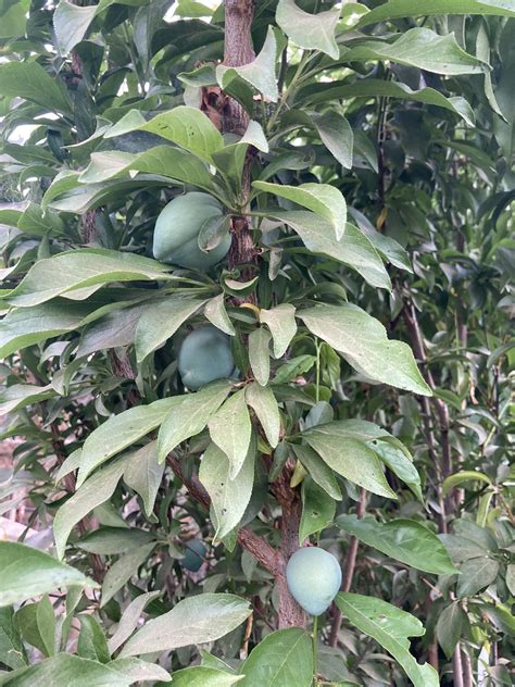 Galaxy Donut Peaches White And Yellow Plum Trees Apricot Persimmonfuyu