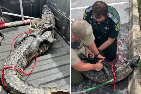Alligator Loitering Outside Wendys Is Hog Tied And Taken Into Custody