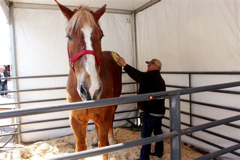 Big Jake The Worlds Tallest Horse Dies In Wisconsin At Age 20 Wjmn