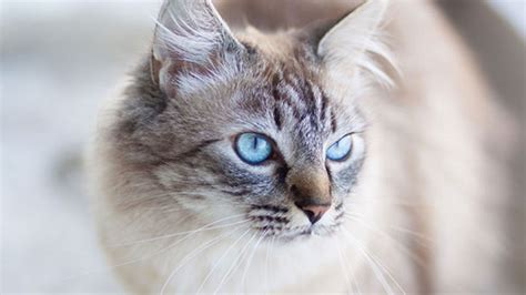 Spotting Signs Of Blindness And Deafness In Cats Medivet