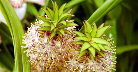 Pineapple Lily Guide How To Grow Eucomis Plants
