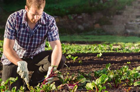 Free photo: Man Planting Plant - Agriculture, Little, Soil - Free ...