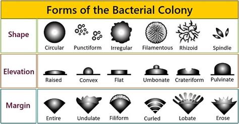 Despertar Rendici N Sem Foro Bacterial Colony Shapes Carro La Base De