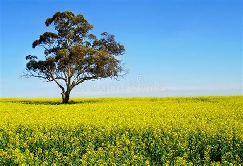 Pour les voyageurs provenant de france (liste c dont fait aussi partie la belgique), français. Zone De Graine De Colza De Canola D'or Photo stock - Image ...