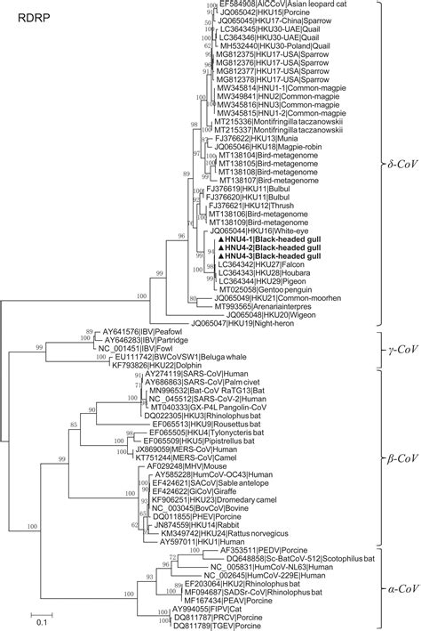 Frontiers Characterization Of Deltacoronavirus In Black Headed Gulls
