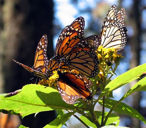 Mariposa Monarca Aespac
