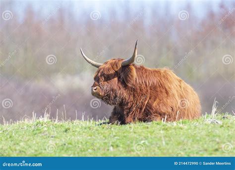 Closeup Of Brown Red Highland Cattle Scottish Cattle Breed Bos Taurus