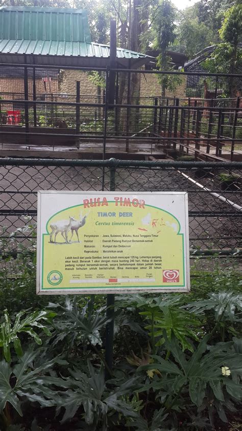 Surabaya Zoo Harga Tiket Kebun Binatang Surabaya