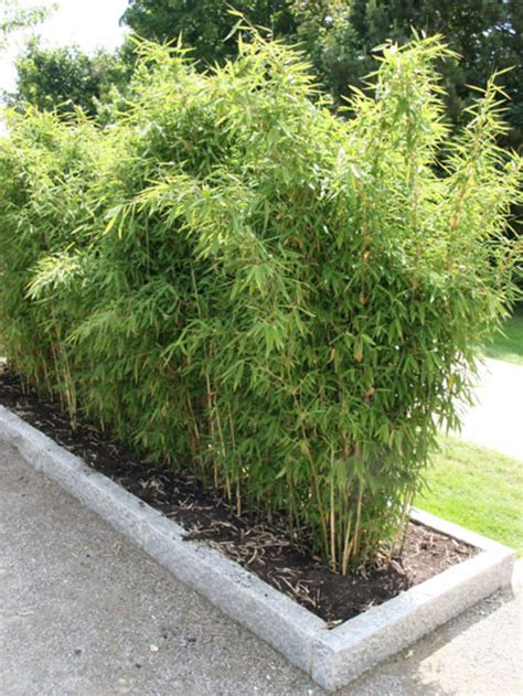 Bambus pflanzen zierpflanzen gartenpflanzen garten hochbeet garten terrasse bambus sichtschutz bambus garten phyllostachys nigra. Bambus - das faszinierende Riesengras - Mein schöner Garten