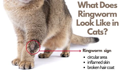 How To Tell If My Cat Has Ringworm 5 Signs And How To Treat
