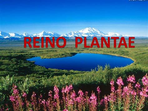 Ppt Reino Plantae Powerpoint Presentation Free Download Id4469722