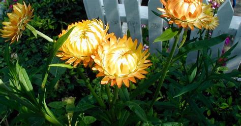 Good Witches Magickal Flowers And Herbs Strawflower