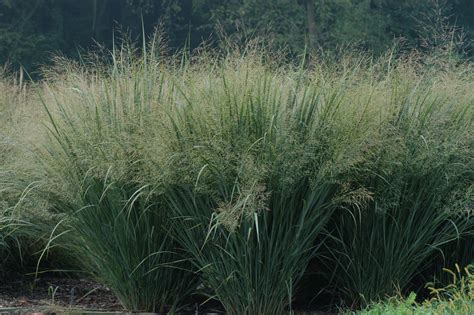 Switchgrass Bioswale Pinterest Sky Front Windows And Results