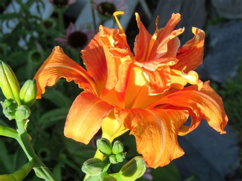 Double Day Lily Our Photo Heirloom Flowers In Maine Grown At The
