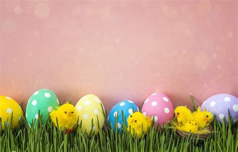 Easter Egger Chickens Wallpapers Wallpaper Cave