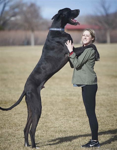 Big Great Dane Dog Petsidi